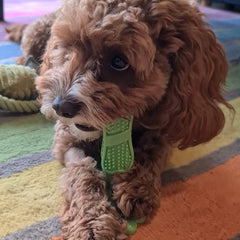 Dog toy and toothbrush, all in one!