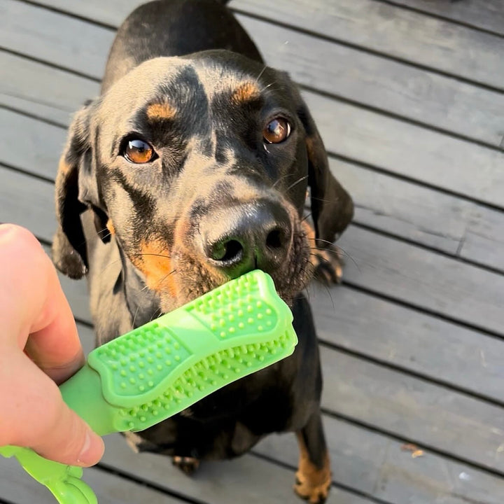 Dog toy and toothbrush, all in one!