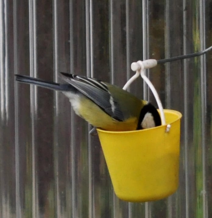 Ferris Wheel Bird Feeder