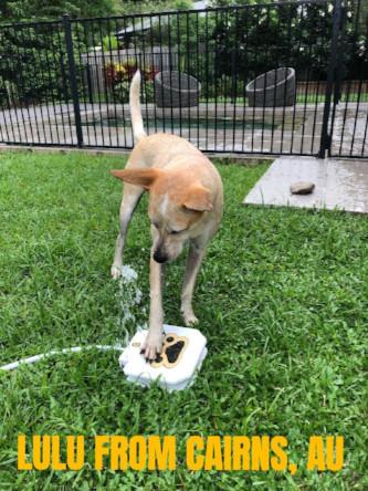 Dog Water Fountain