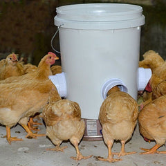 (🔥2024 New Year Hot Sale 30% OFF) DIY Chicken Feeder