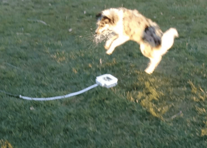 Dog Water Fountain