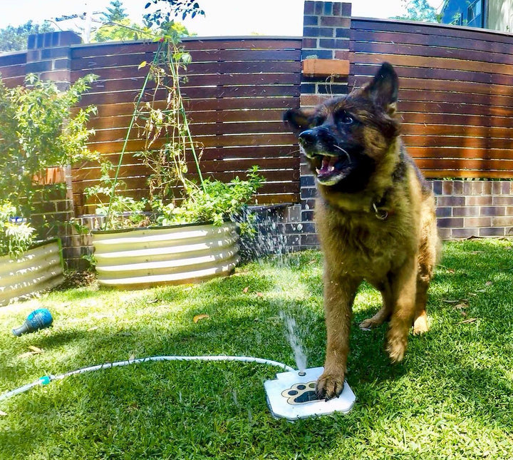 Dog Water Fountain