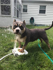 Dog Water Fountain